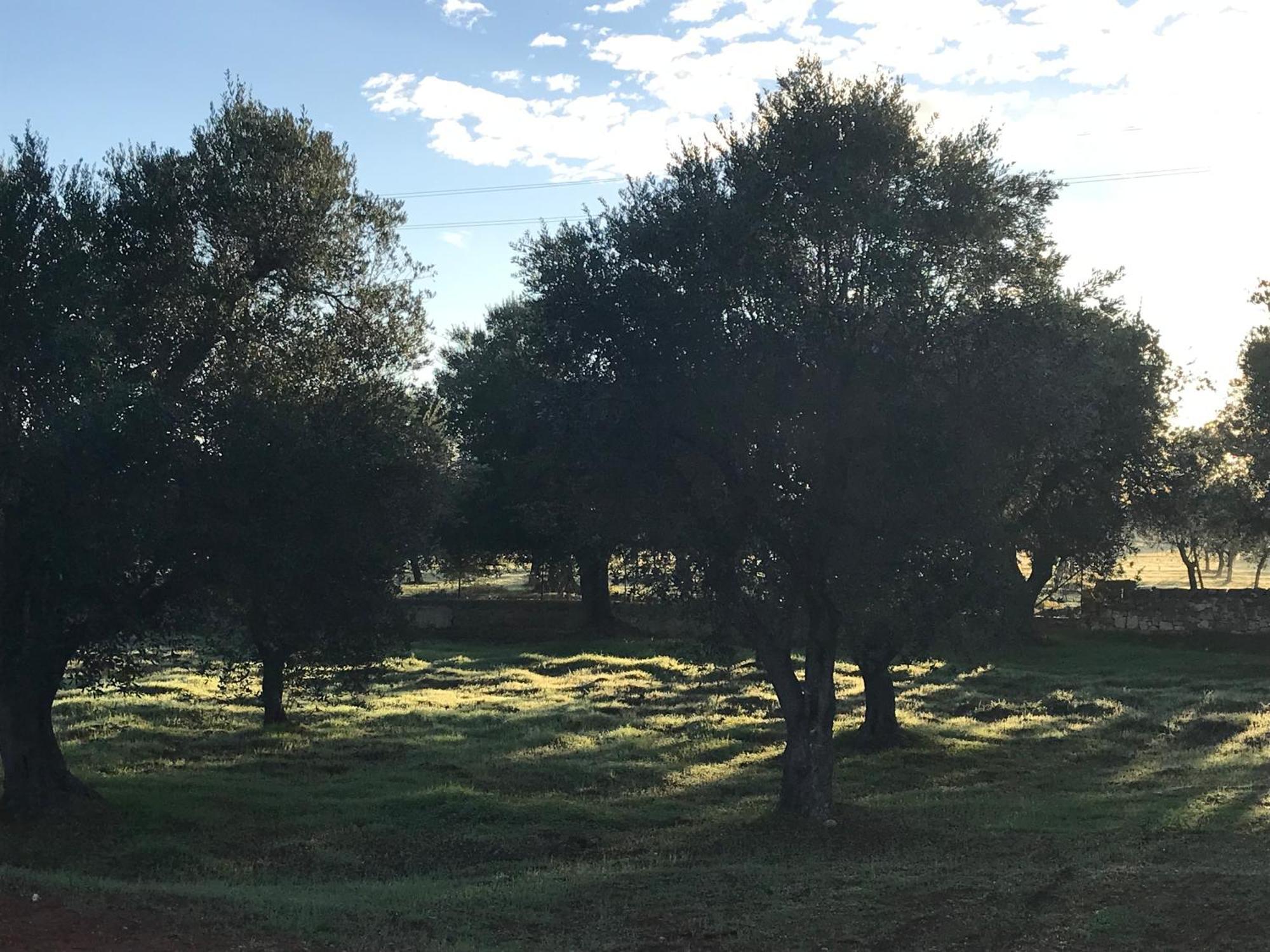 Villa Traditional Trullo With Private Pool Near Ostuni Exterior foto
